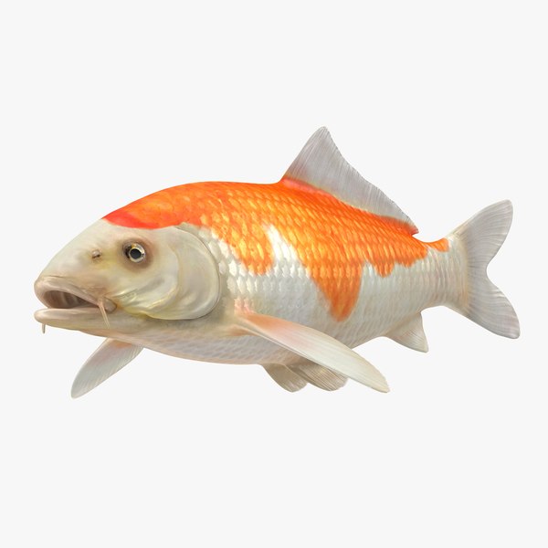 3D harivake koi fish model