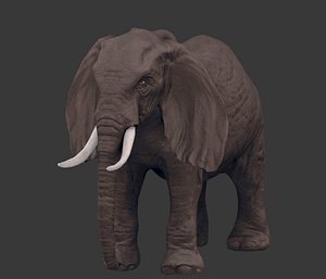 pack africa animals 3D model