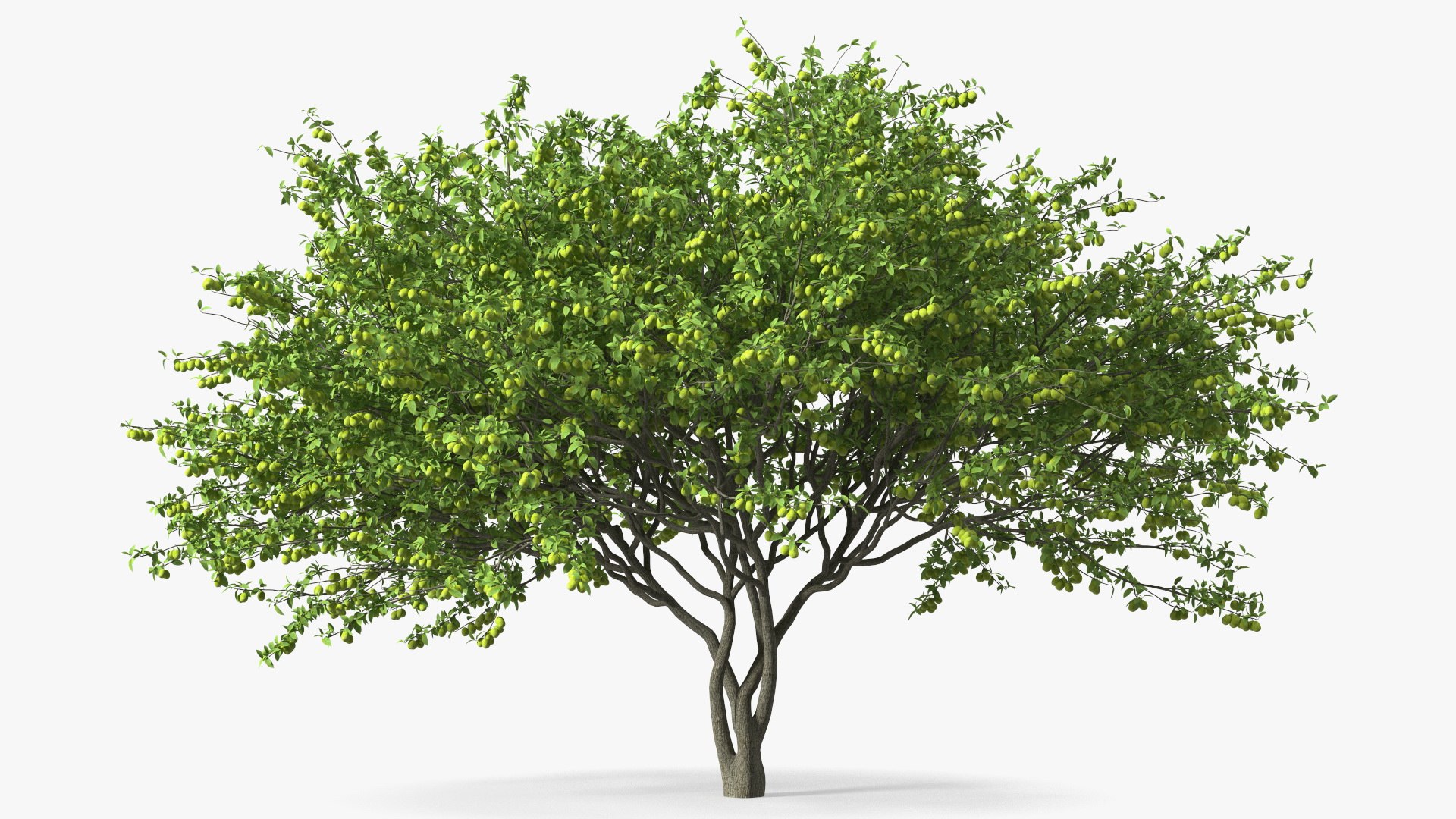 Green Plum Fruit Tree 3D model preview