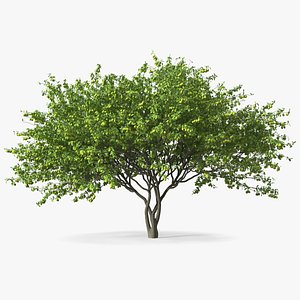Green Plum Fruit Tree 3D