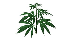 3d hemp cannabis plant