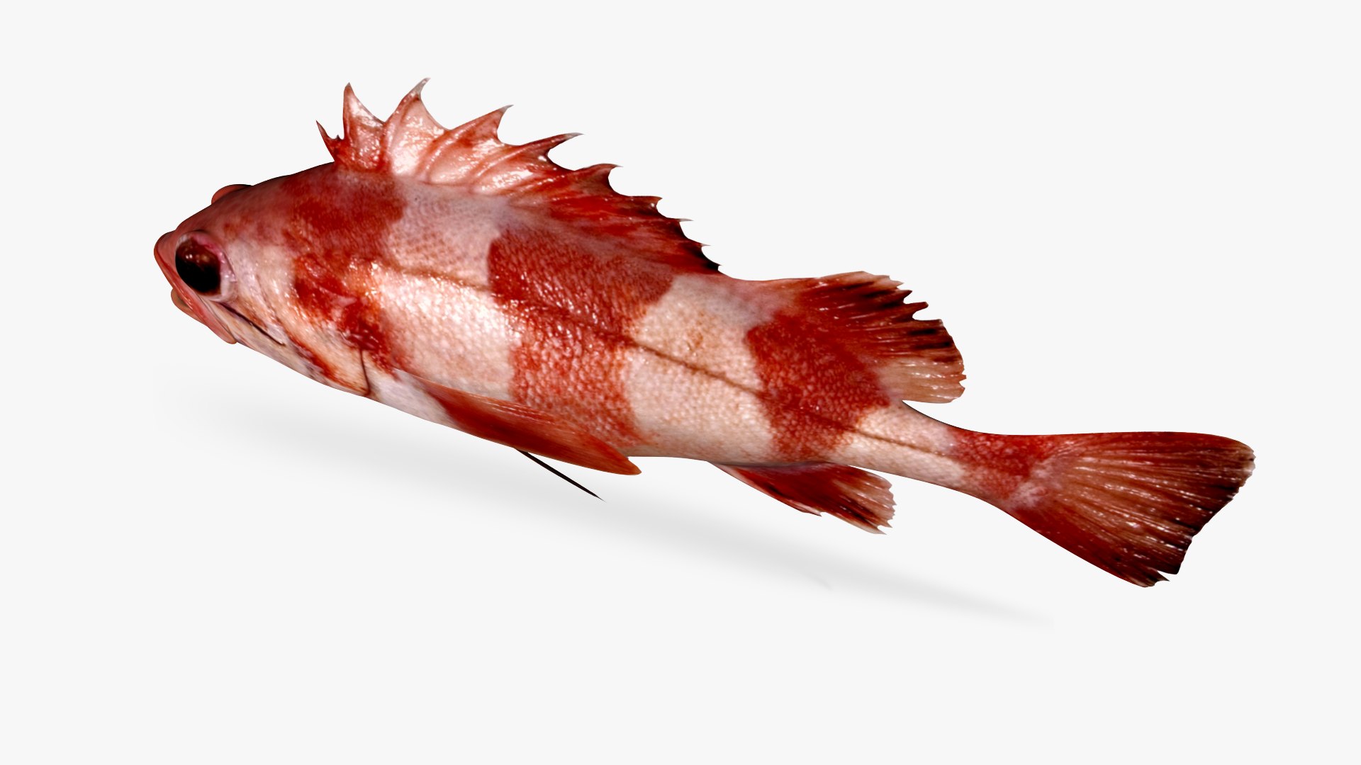 Redbanded Rockfish 3D Model TurboSquid 1691342
