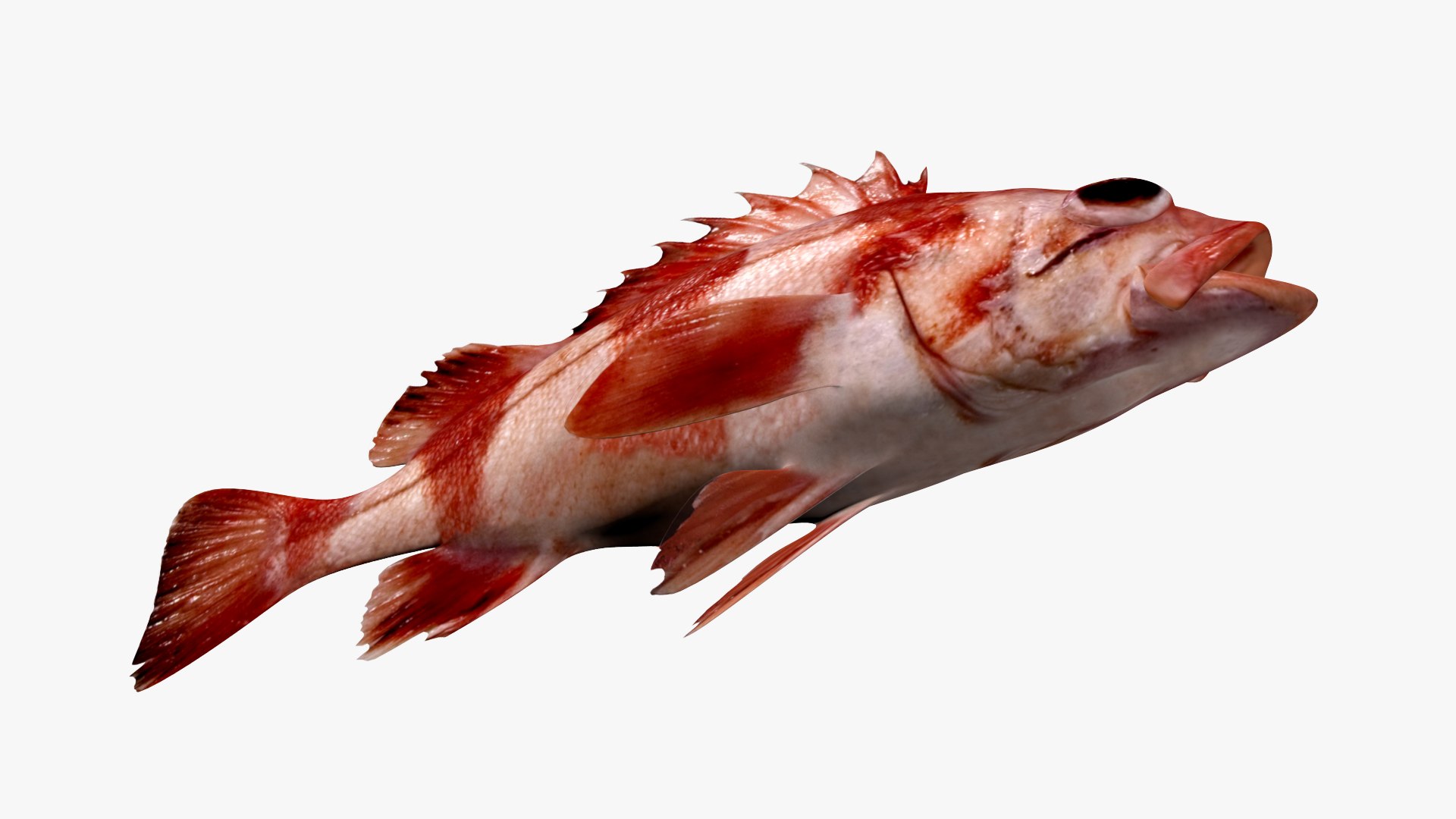 Redbanded Rockfish 3D Model TurboSquid 1691342