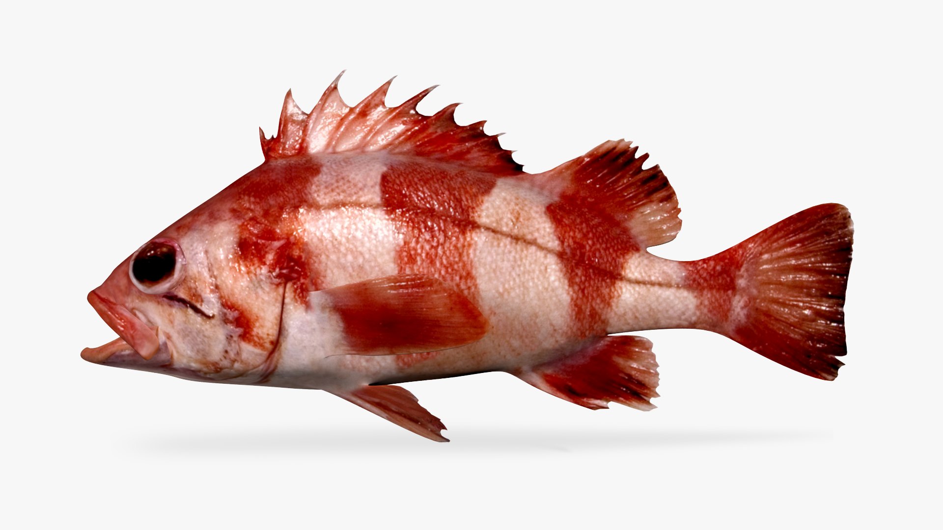 Redbanded Rockfish 3D Model TurboSquid 1691342