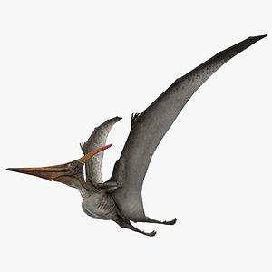 3D rigged pteranodon longiceps gray model