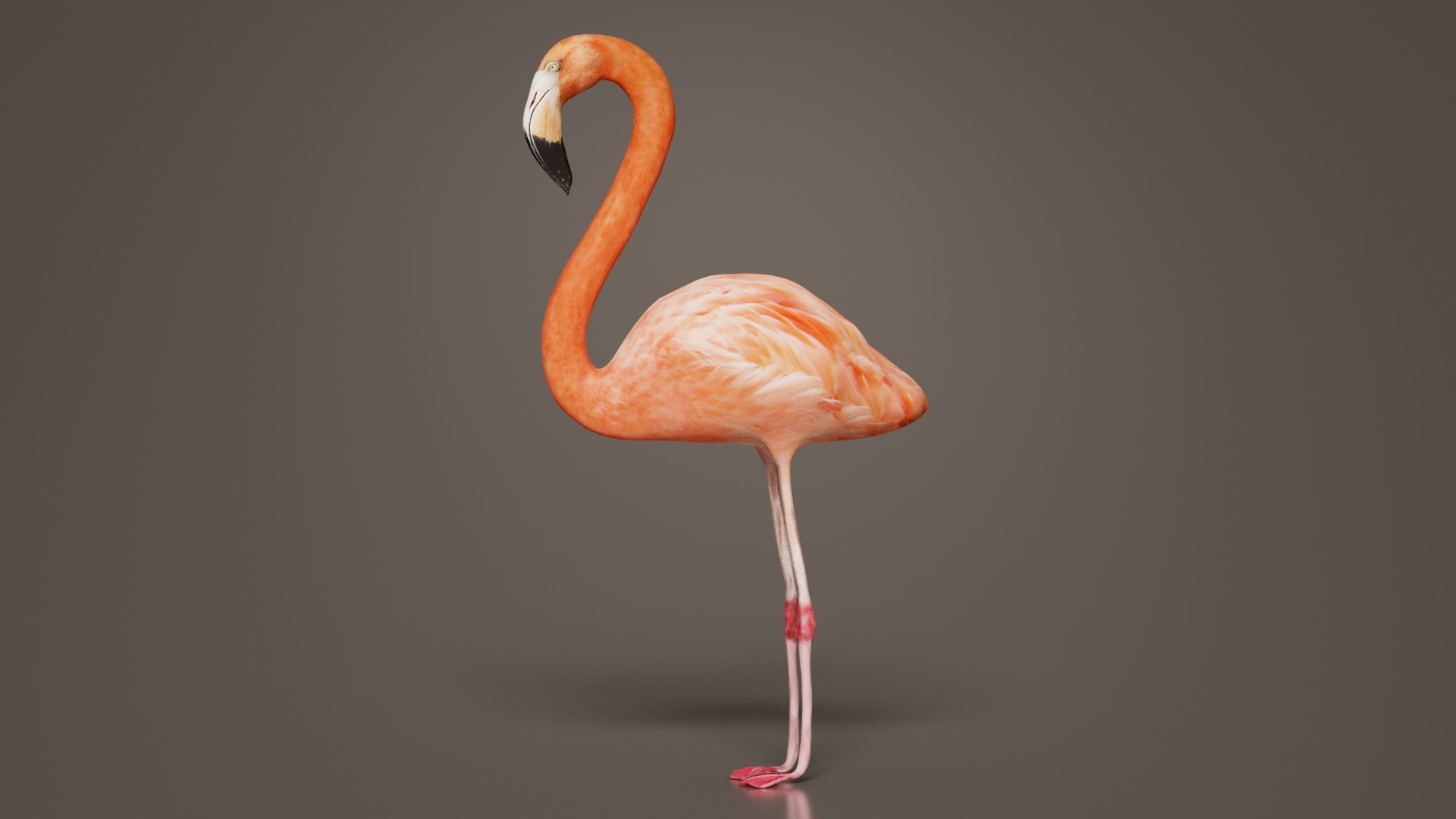 Flamingo Remastered 3D - TurboSquid 2359510