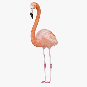 Flamingo Remastered