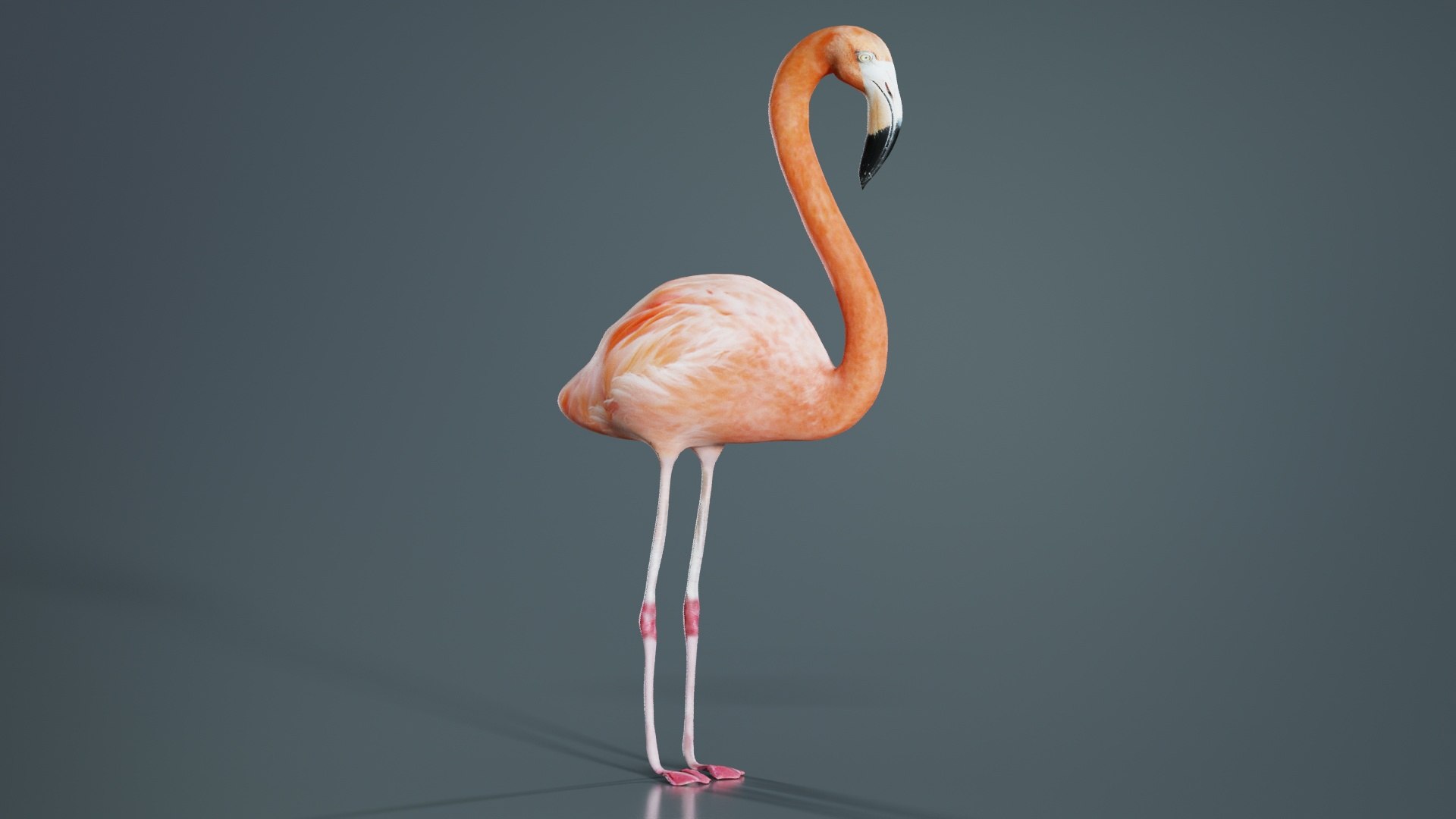 Flamingo Remastered 3D - TurboSquid 2359510