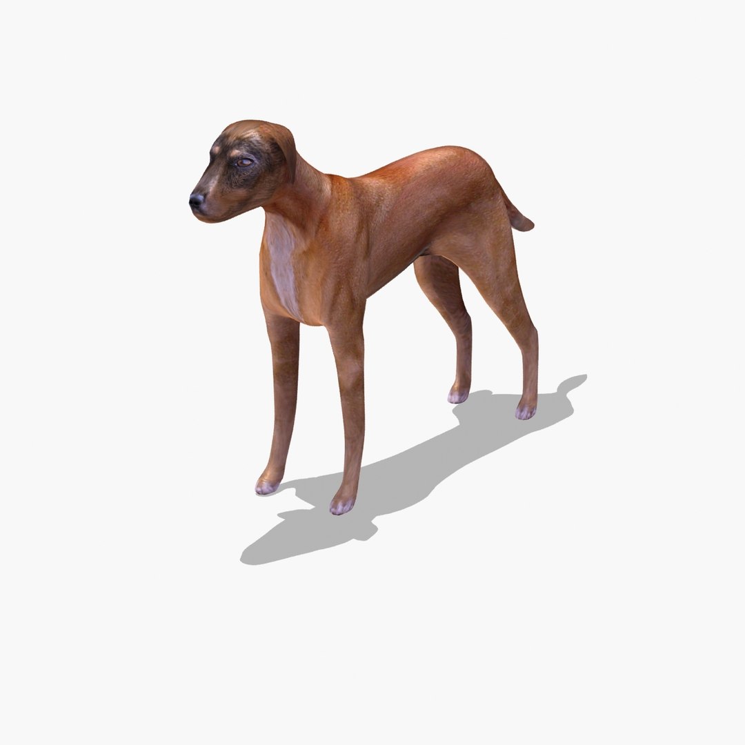 stray dog 3ds https://p.turbosquid.com/ts-thumb/92/irjjMj/7vdbYxn7/dogstray_tt_0058/jpg/1305555711/1920x1080/fit_q87/bbd814d7163373fe3c0b320a92b4dede58e98756/dogstray_tt_0058.jpg