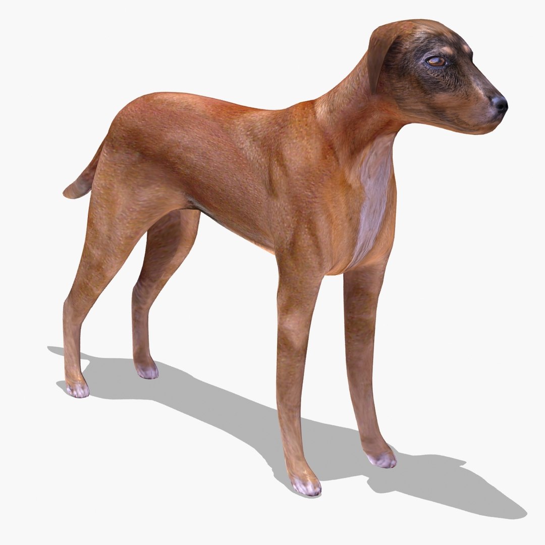 stray dog 3ds https://p.turbosquid.com/ts-thumb/92/irjjMj/hjcpJbLy/dog_stray_mr_cam01/jpg/1305554697/1920x1080/fit_q87/651433693b0ae4d269b4fdffa6ed8f0ac4bef317/dog_stray_mr_cam01.jpg