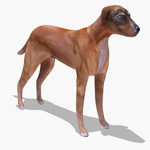 Dog Stray E