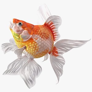 White Goldfish Aquarium Fish Swim