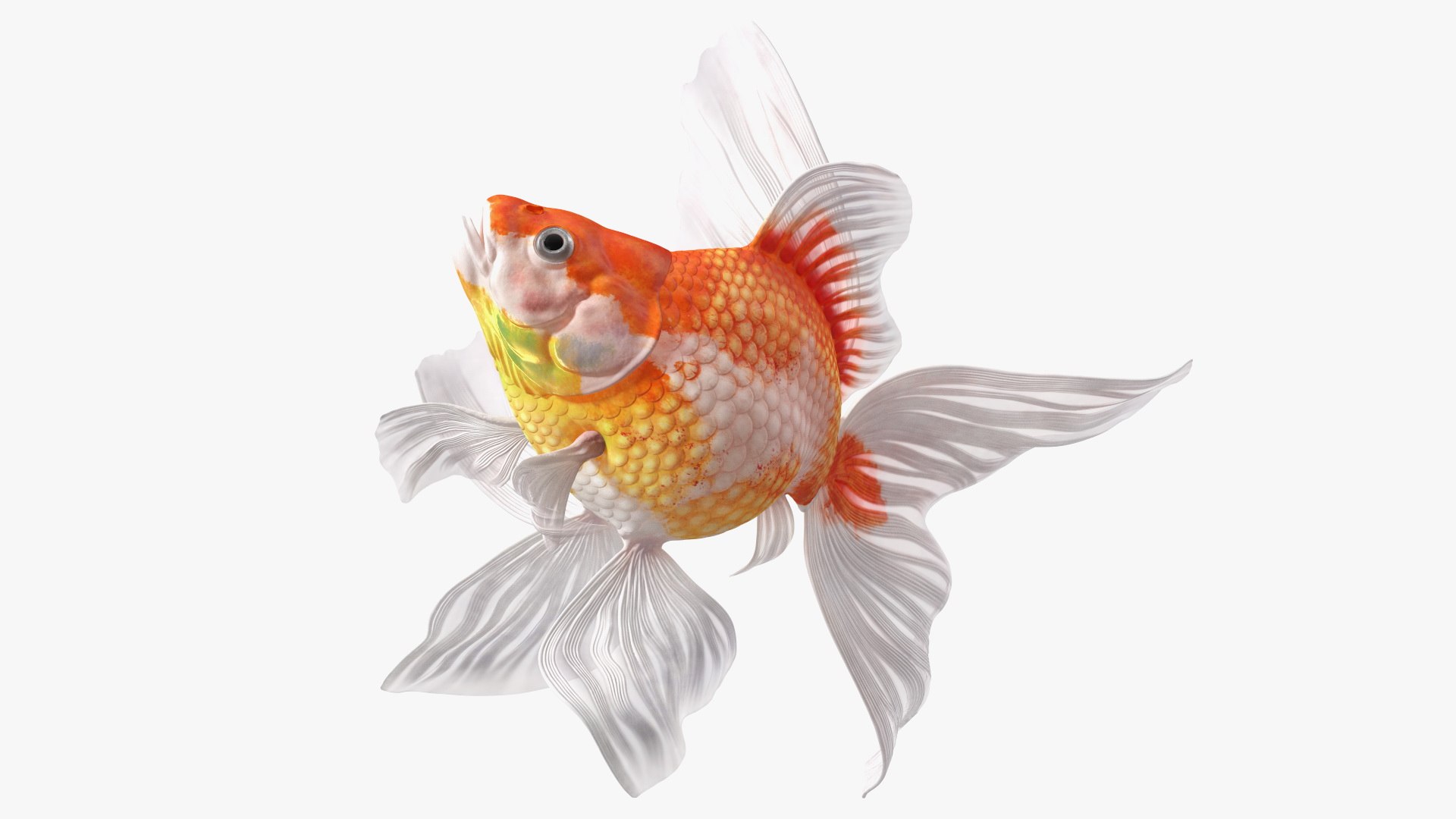 White Goldfish Aquarium Fish Swim 3D model preview