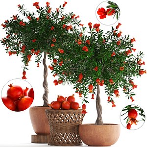 pomegranate tree fruit 3D model