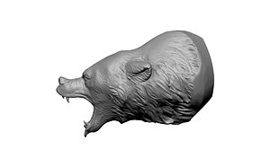 3D bear statue head