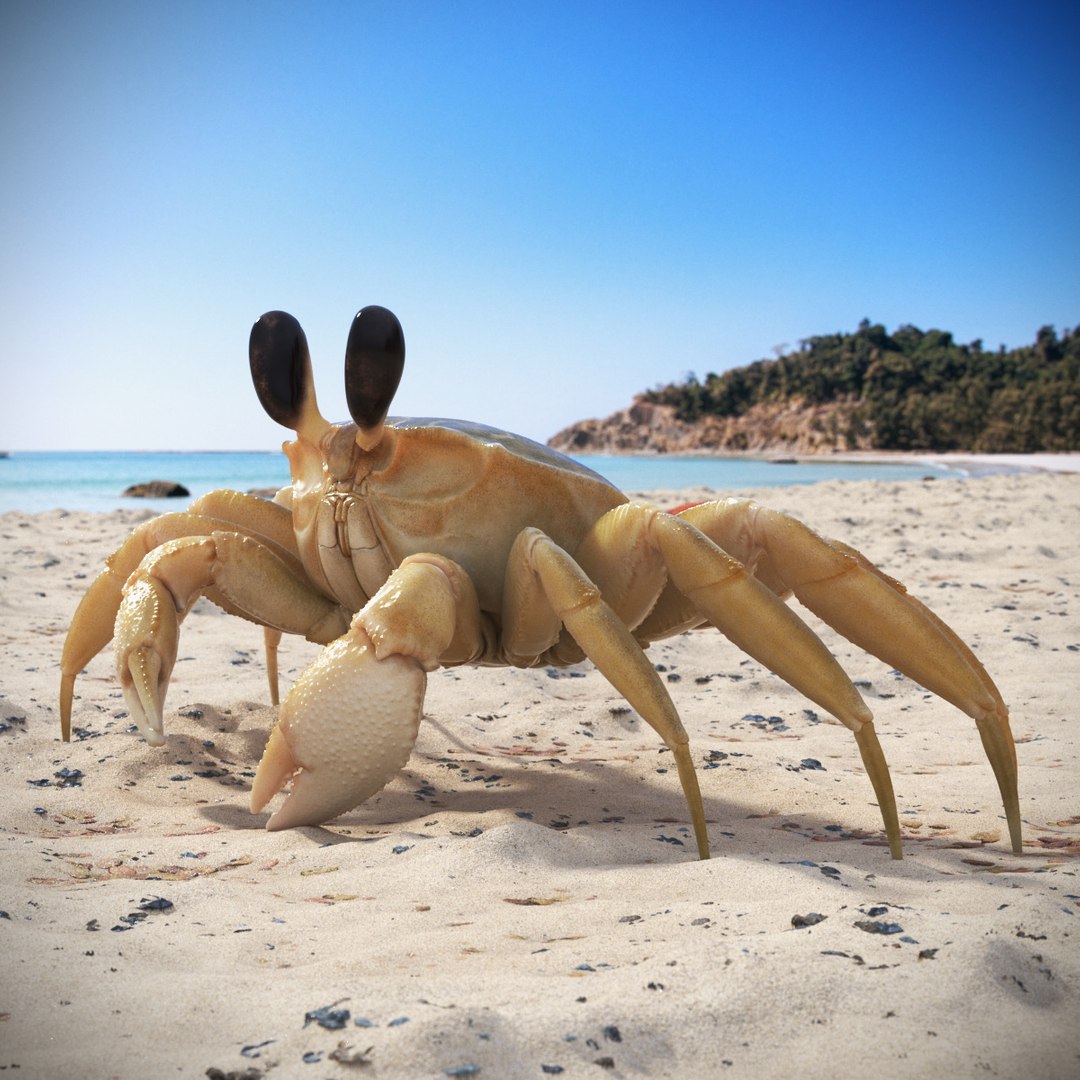 Eyestalk Crab Arthropod 3D model preview
