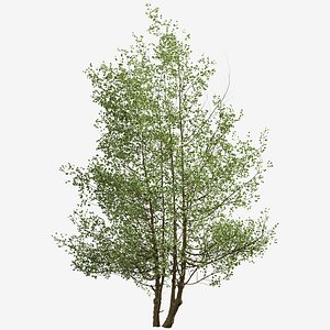 Set of Black Alder or Alnus glutinosa Trees - 2 Trees model