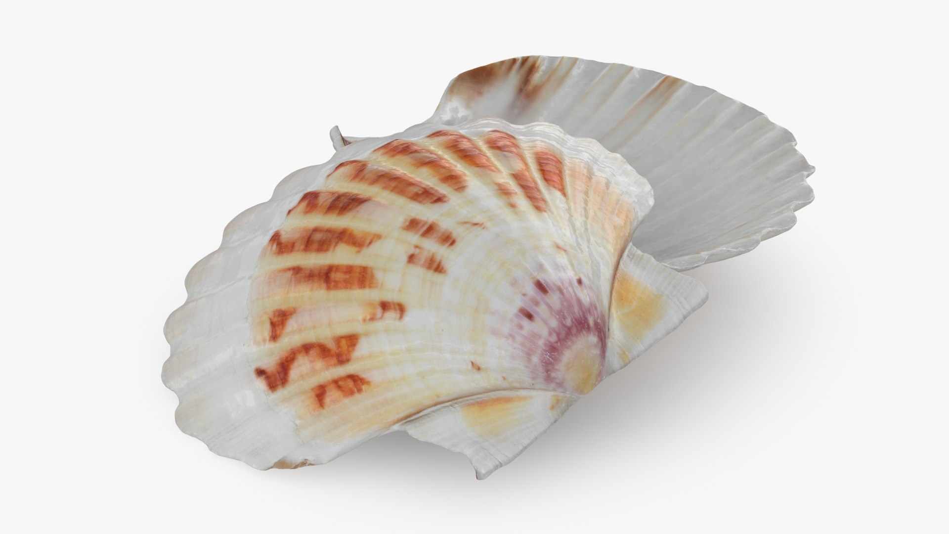 Clam Shell 02 Pose 2 3D Model - TurboSquid 2223907