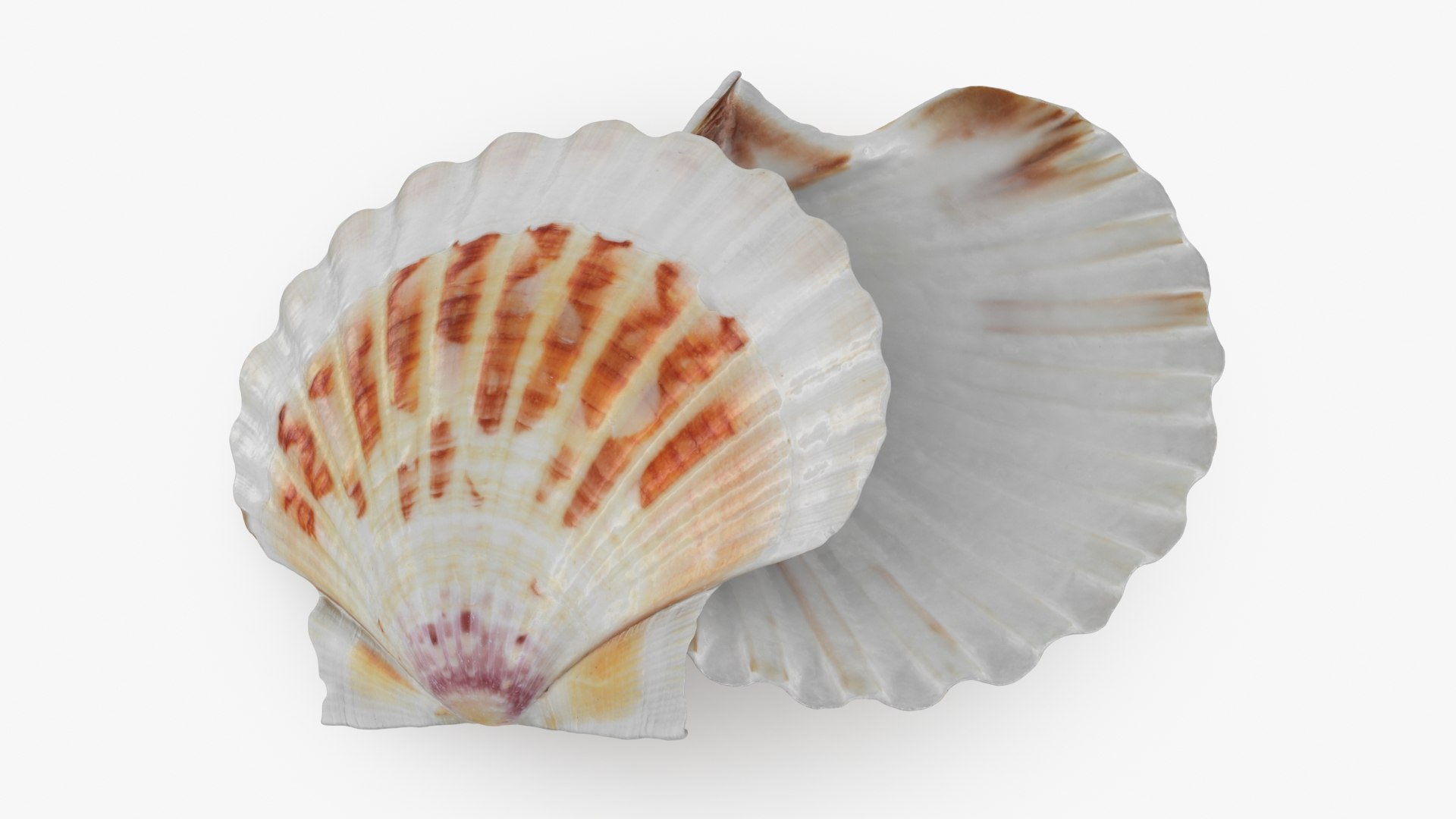 Clam Shell 02 Pose 2 3D Model - TurboSquid 2223907