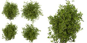 Collection plant vol 495 - Outdoor - bush - ivy  - blender model model