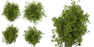 Collection plant vol 495 - Outdoor - bush - ivy - blender model