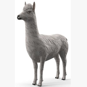 Animal Cartoon Lama - Alpaca -  llama - Low Poly 3D