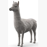 Animal Cartoon Lama - Alpaca -  llama - Low Poly