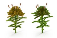 Sphagnum fallax