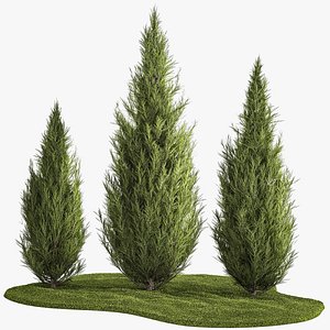 Juniper Thuja And Cypress For Landscape Design 1159 3D model