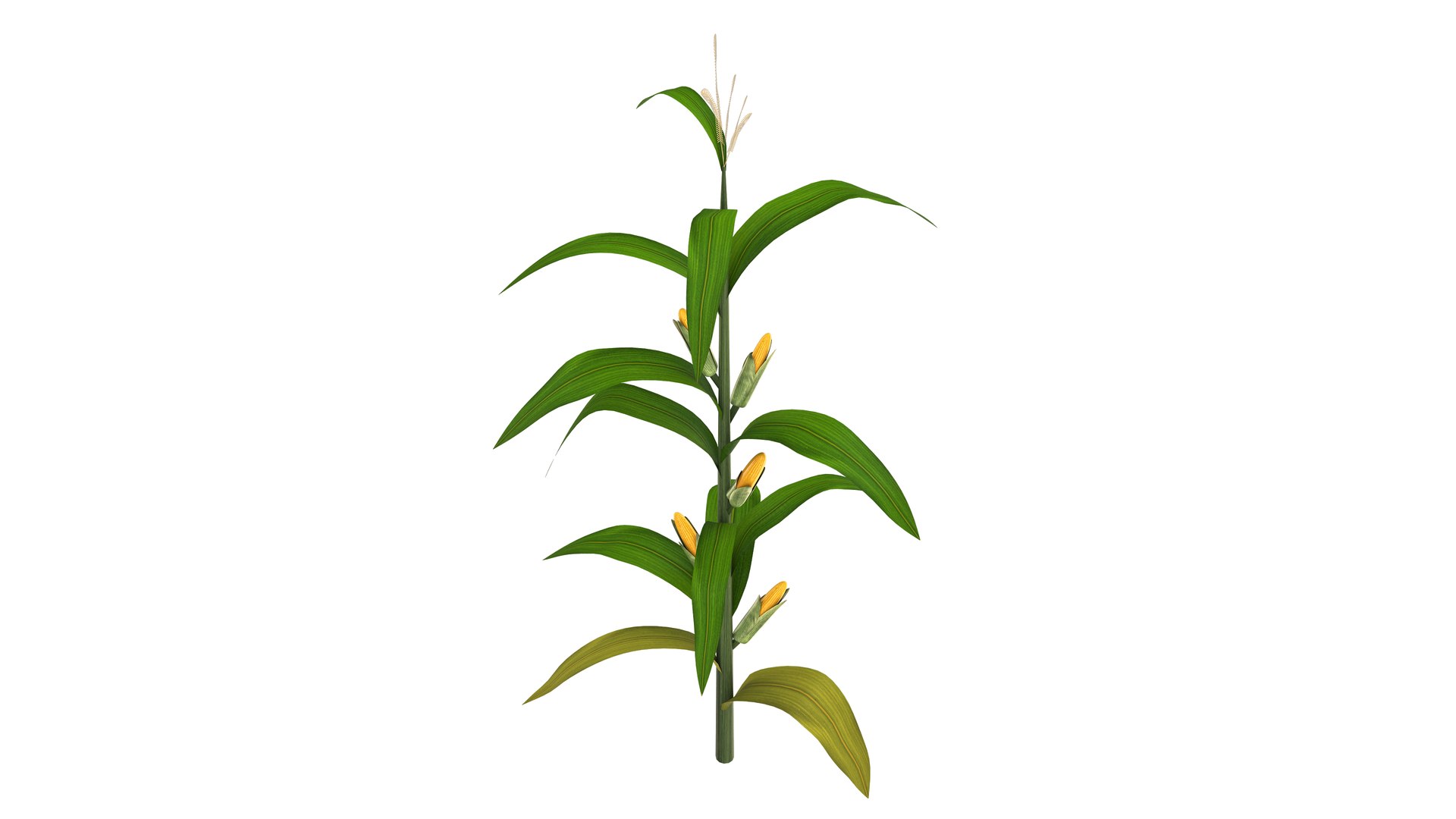 3D Corn Stalk Model - TurboSquid 1934897