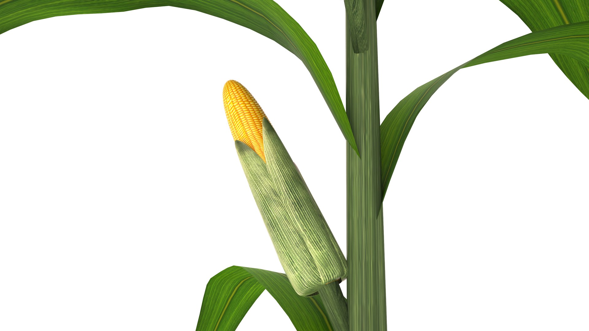 3D Corn Stalk Model - TurboSquid 1934897