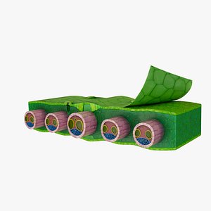 3D model Monocot Leaf Cross Section Leaf Anatomy 3D Model