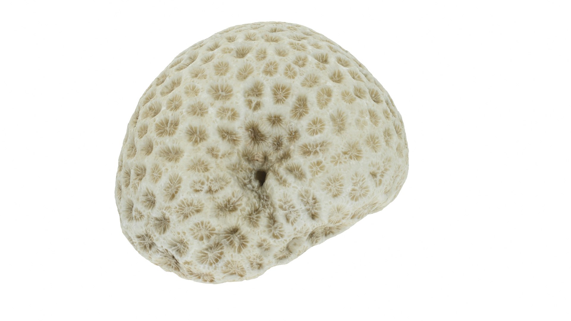 3D Coral https://p.turbosquid.com/ts-thumb/94/3jRHcm/IZ/coral_preview03/jpg/1723161552/1920x1080/fit_q87/3460a7c9097b29513130b1bd1e839f361c2a0c67/coral_preview03.jpg