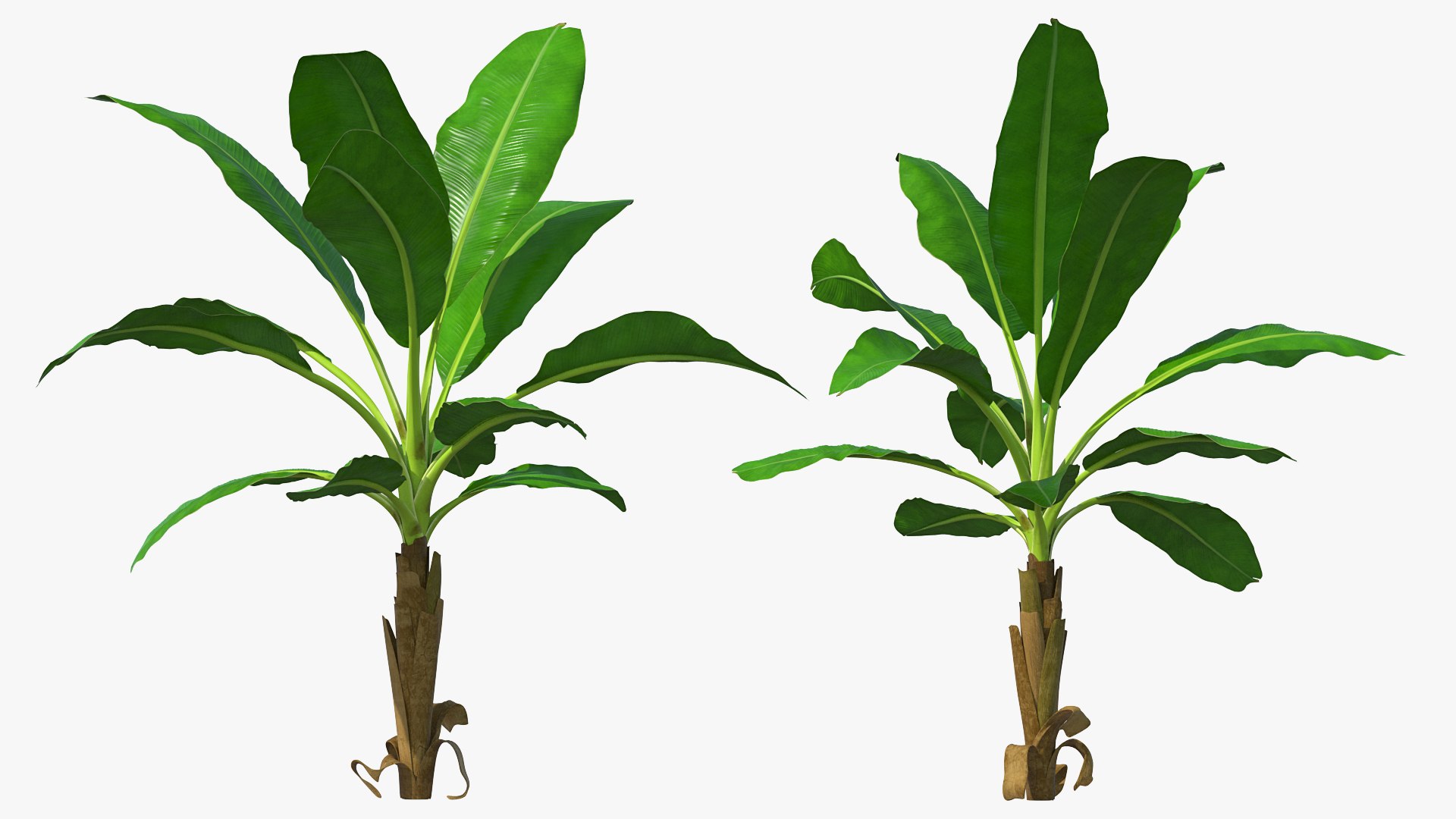 Young Banana Tree 3D model preview