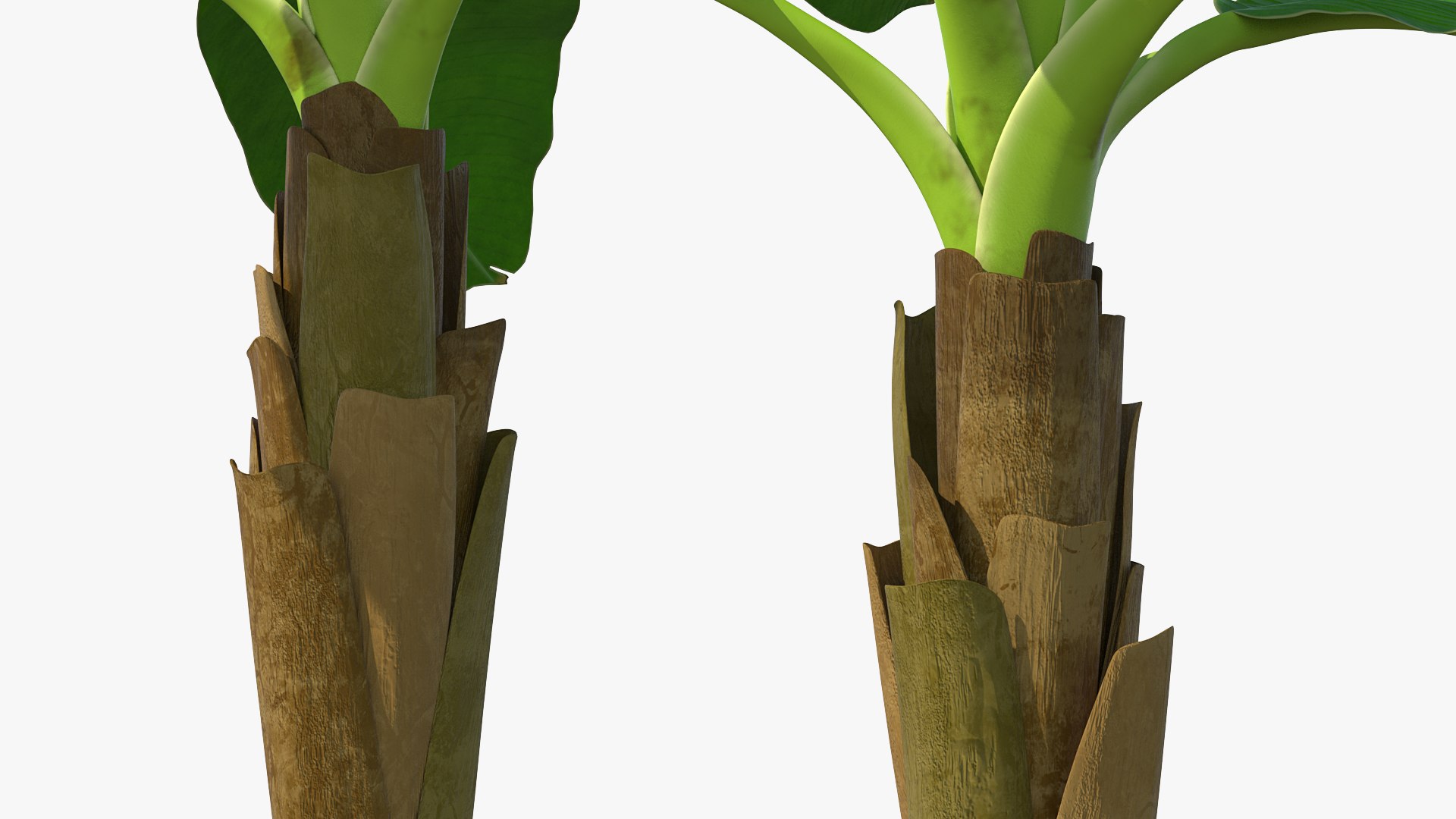 Young Banana Tree 3D Model - TurboSquid 1577717