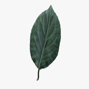 3D model cherry leaves