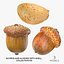 Acorns and Almond With Shell Collection 05 - 3 models