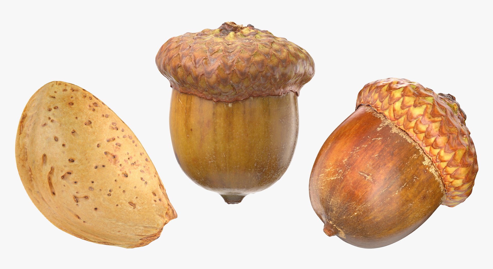 3D model Acorns and Almond With Shell Collection 05 - 3 models https://p.turbosquid.com/ts-thumb/94/E5bUGr/RX/d15/jpg/1650438757/1920x1080/fit_q87/d70885262950dee96416dd59754b6bee55e04acf/d15.jpg