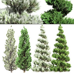 Evergreen and snow dusted pine landscape pine trees