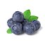 obj bluberries blueberry