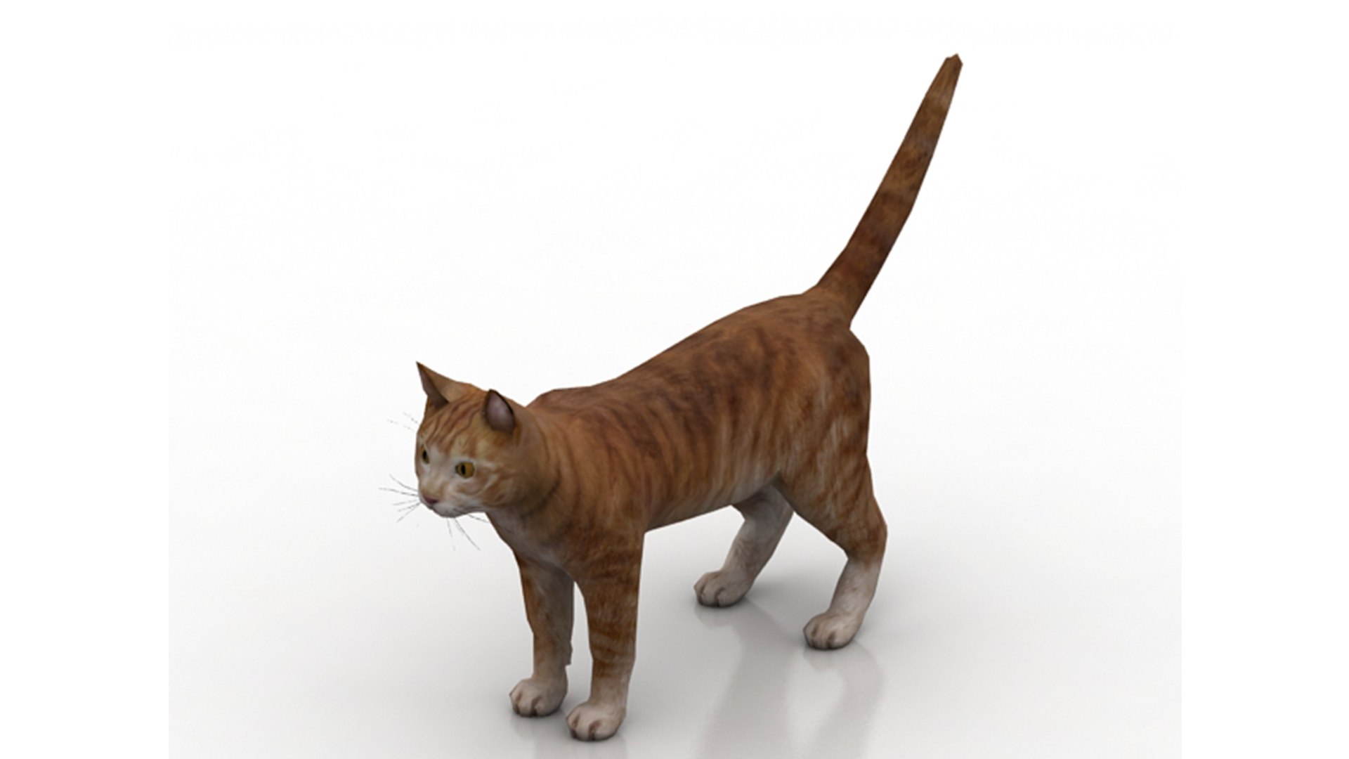 3D Cat Base Mesh Model - TurboSquid 2071454
