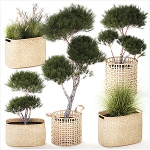 3D model Topiary bushes trees pine spruce basket Pampas set
