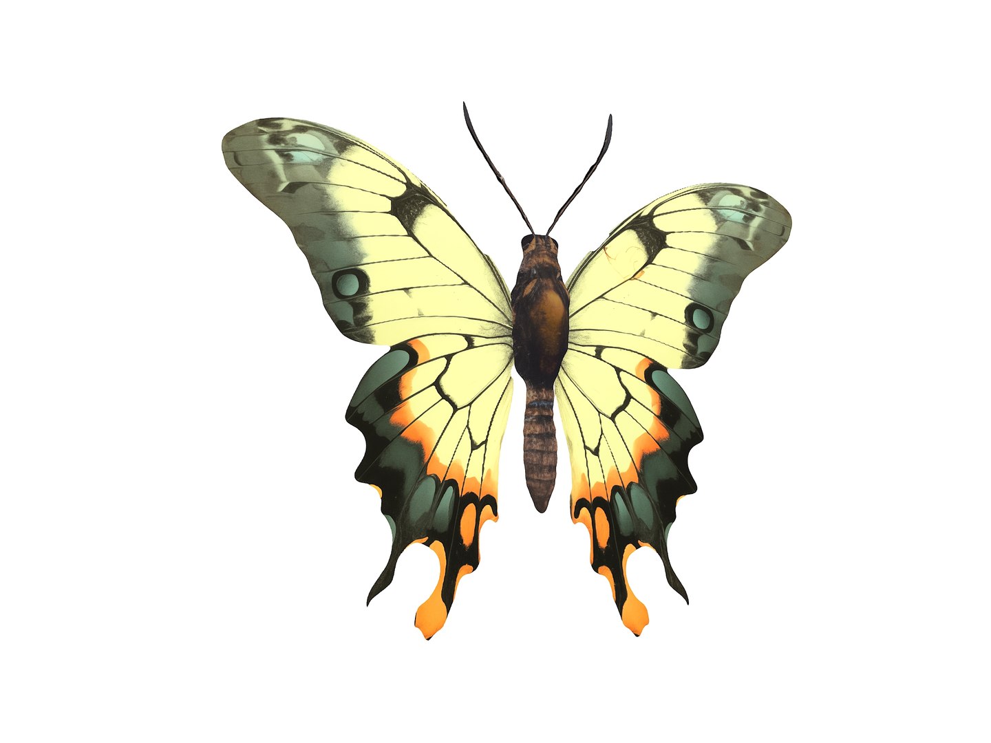 3D Model Butterflies Pack - TurboSquid 2151190