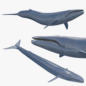 3D Accurate Blue Whale - 3d animated