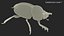 Manure Roller Beetle Dirty