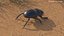 Manure Roller Beetle Dirty
