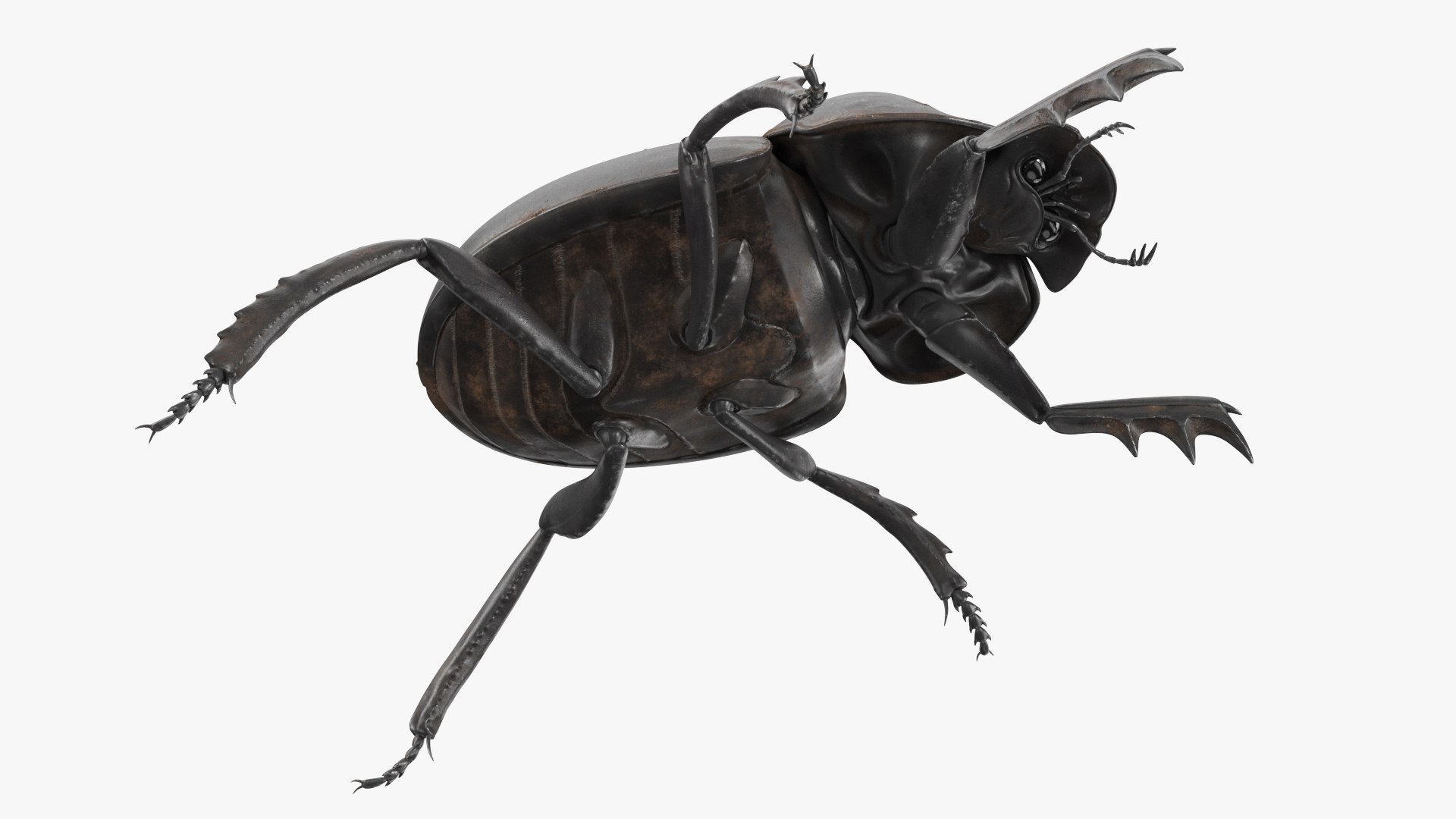 Manure Roller Beetle Dirty 3D model https://p.turbosquid.com/ts-thumb/94/euHYMo/KL/manurerollerbeetledirtyvray3dmodel008/jpg/1729966936/1920x1080/fit_q87/24c7d812531beb99fd97cd0210f4c24db36827af/manurerollerbeetledirtyvray3dmodel008.jpg