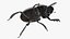 Manure Roller Beetle Dirty