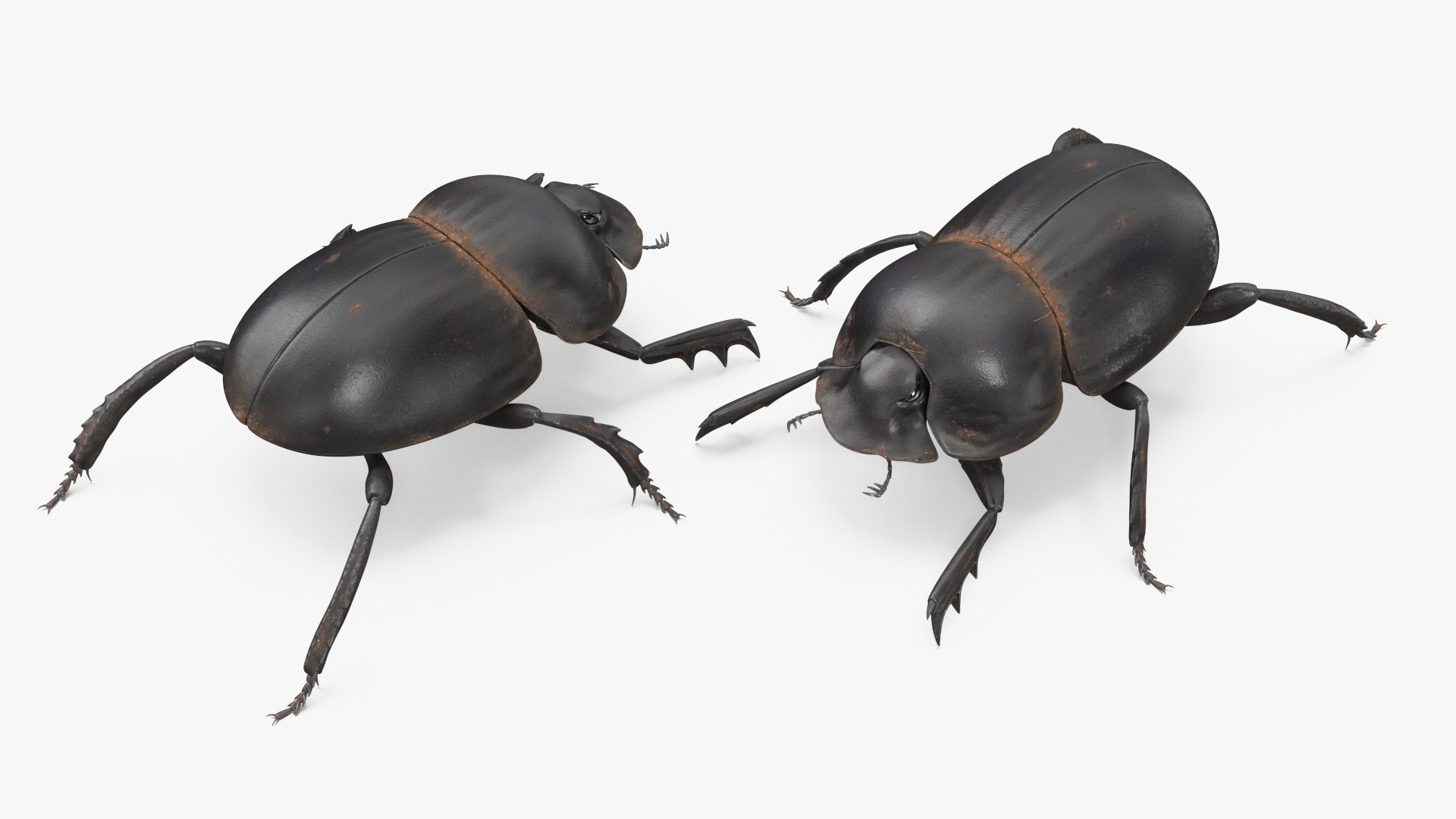 Manure Roller Beetle Dirty 3D model https://p.turbosquid.com/ts-thumb/94/euHYMo/Qg/manurerollerbeetledirtyvray3dmodel006/jpg/1729966925/1920x1080/fit_q87/327cc912d15d23fa1f85176c8b4f4c37b98a71e3/manurerollerbeetledirtyvray3dmodel006.jpg