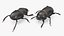 Manure Roller Beetle Dirty